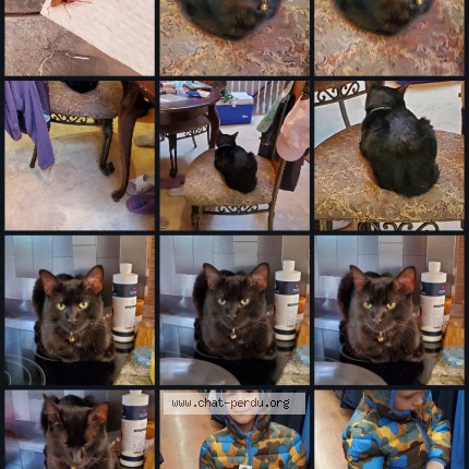 Photo 1/1 Bébé Garçon Cat lost in Pointe Aux Trembles