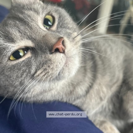 Photo 1/1 Sonic Cat lost in Sainte Julienne