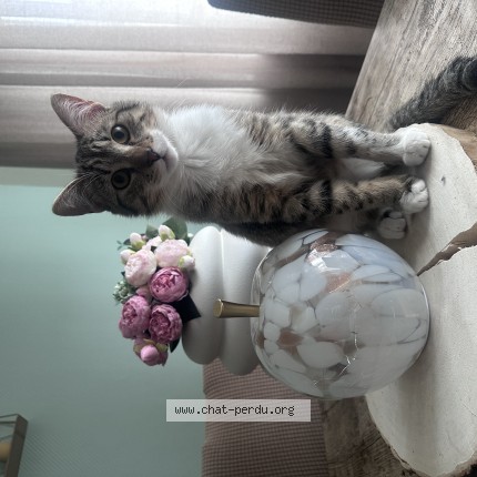 Foto 1/1 Wiedergefundene Katze Verloren in Noertzange