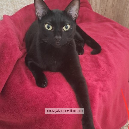 Photo of a cat found in Alicante