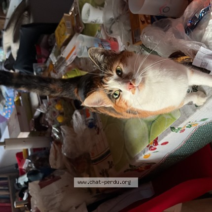 Photo of a cat found in Les Mayens De Sion