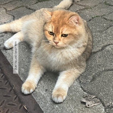 Photo of a cat found in Saint Maur Des Fosses