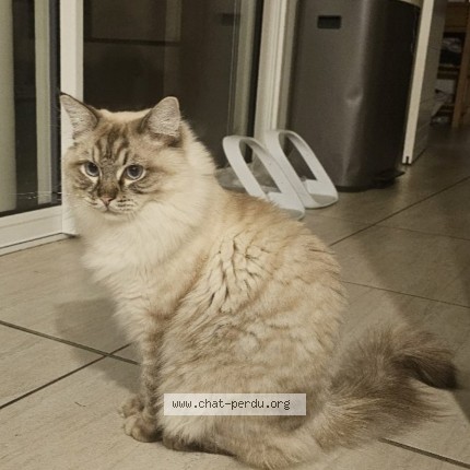 Photo of a cat found in 85000 La Roche Sur Yon