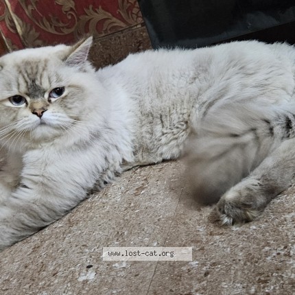 Photo 1/1 Found cat Found in Bangalore