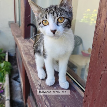 Photo of a cat found in Bregy