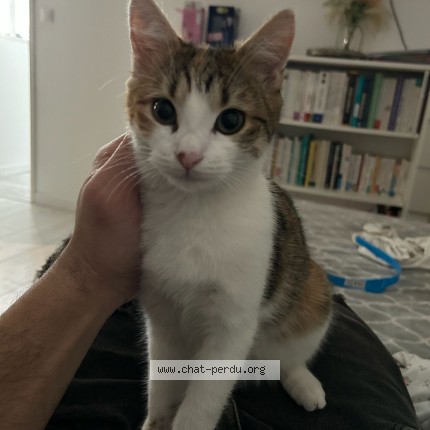 Photo of a cat found in Savignies