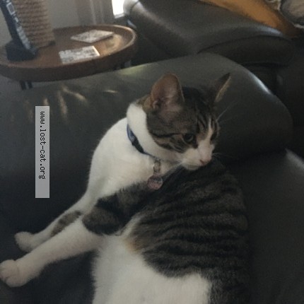 Photo 1/1 Milo Cat lost in Mississauga