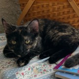 Kitty