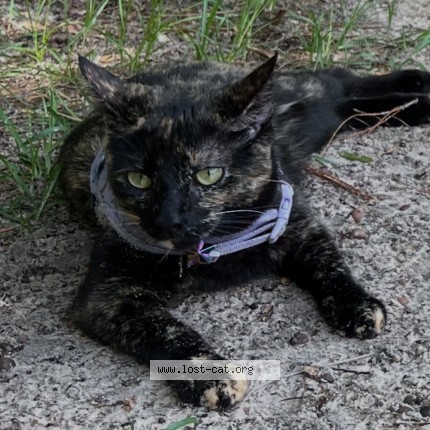 Photo 2/2 Kitty Cat lost in Citrus Springs
