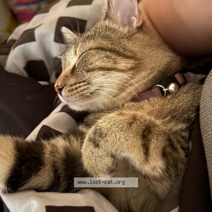 Photo 2/3 Dede Cat lost in Michigan City