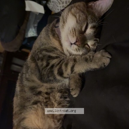 Photo 3/3 Dede Cat lost in Michigan City
