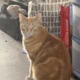 archie