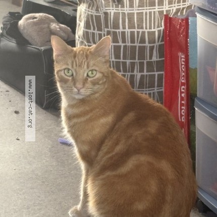 Photo 1/1 archie Cat lost in New Glasgow