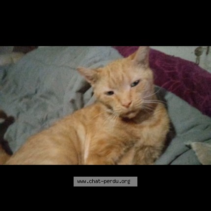 Photo 1/1 Garfield Cat lost in Granby