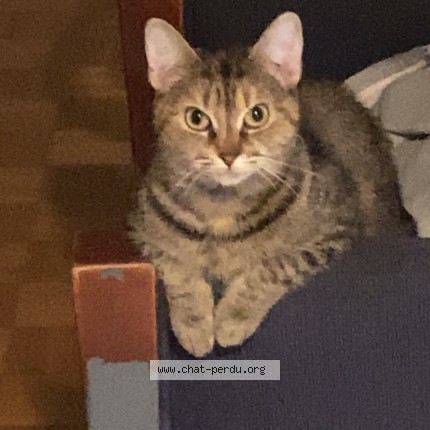 Photo 1/1 mira Cat lost in St Leonarde