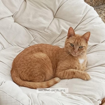 Photo of a cat found in Montval Sur Loir