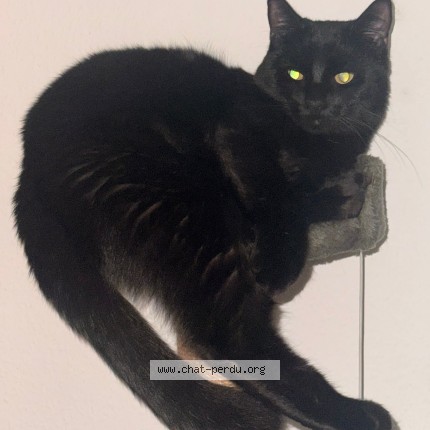 Foto 1/1 Osiris Gatto smarrito a Geneve