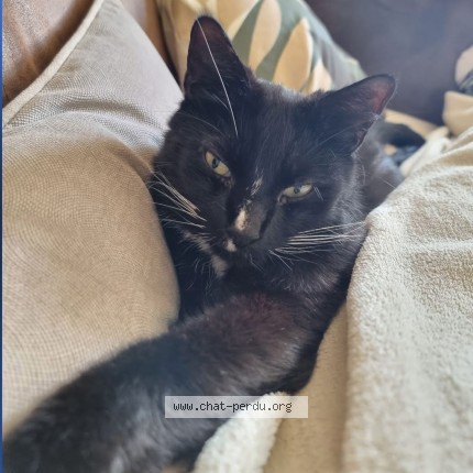 Photo of a cat found in Neuve Chapelle