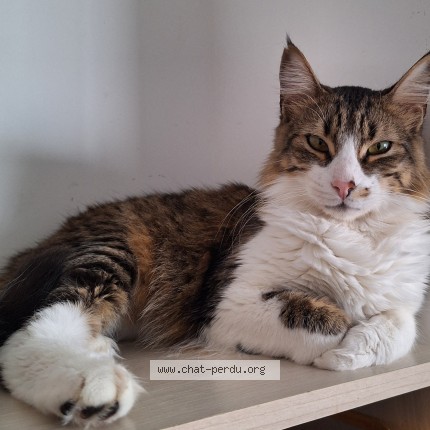 Photo of a cat found in Tournefeuille