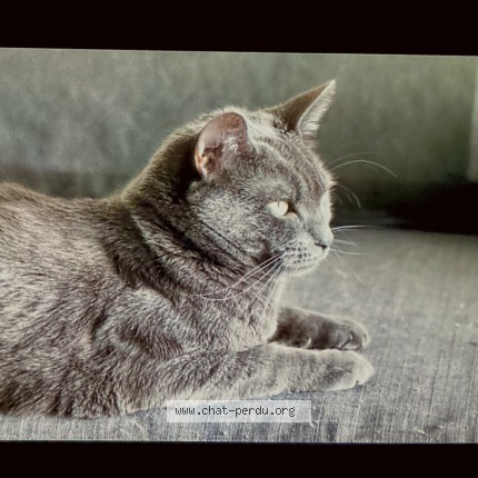 Foto 1/1 chocho Kat vermist in Vodelee