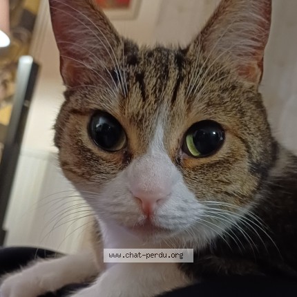 Photo of a cat found in Hermanville Sur Mer