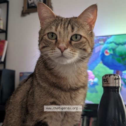 Photo of a cat found in Lyon