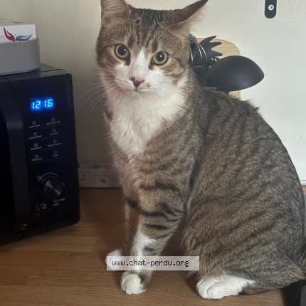 Photo of a cat found in Paris