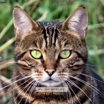 Foto van vermiste kat in Walshoutem