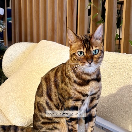 Foto 1/1 Loustic Gatto smarrito a Jussy