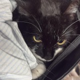 paco
