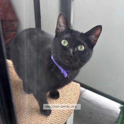 Photo of a cat found in Bron