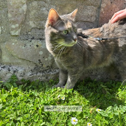 Photo of a cat found in Chartres