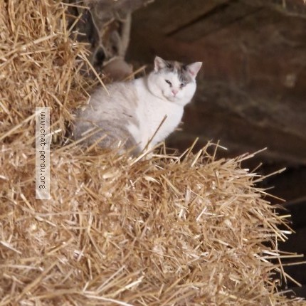 Foto di gatto trovato a Vers Chez Perrin