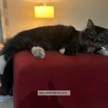 Photo 1/1 Mongarçon Cat lost in Laval