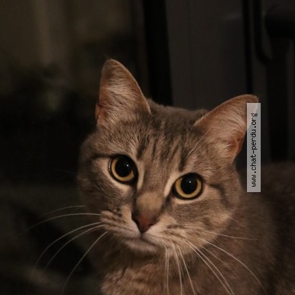 Photo of a cat found in Verines Loire