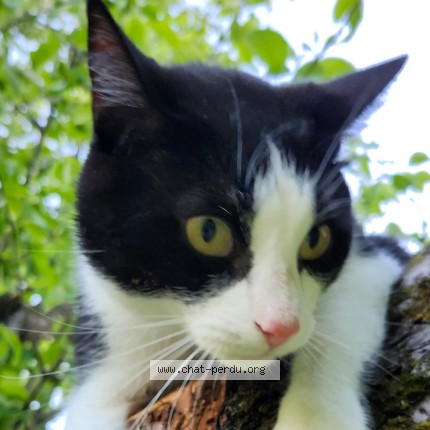 Photo 2/2 Mika Cat lost in Saint Jean Sur Richelieu