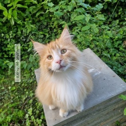 Foto 1/1 Ernest Gatto smarrito a Luins