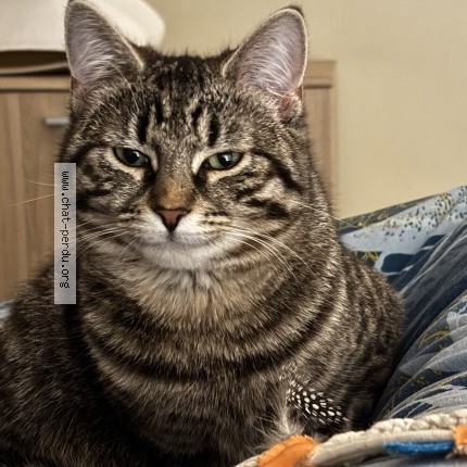 Foto 1/4 Luna Kat vermist in Mons