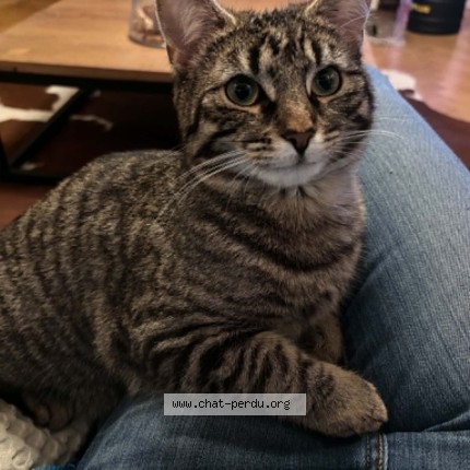 Foto 2/4 Luna Kat vermist in Mons