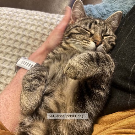 Foto 3/4 Luna Kat vermist in Mons