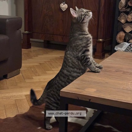 Foto 4/4 Luna Kat vermist in Mons