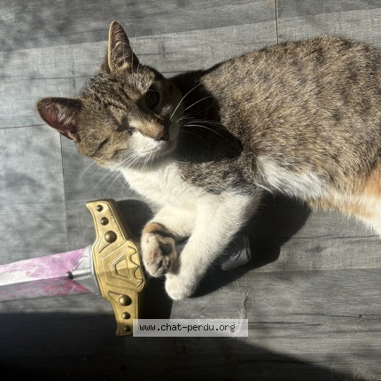Foto van vermiste kat in Lodelinsart