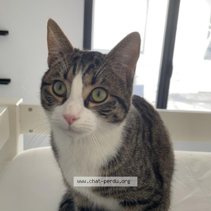 Photo of a cat found in Longeves
