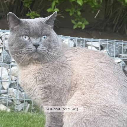 Foto 1/1 Muezza Kat vermist in Mont Saint Guibert