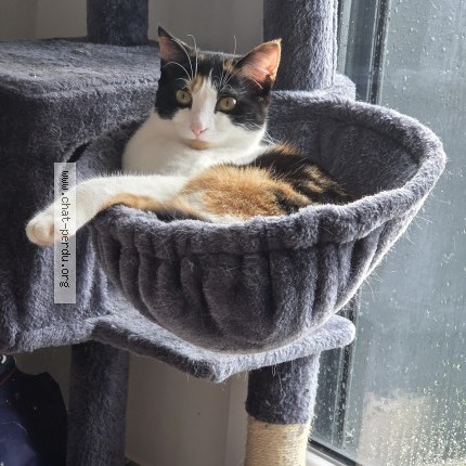 Photo of a cat found in Chambray Les Tours