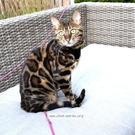 Photo 1/1 Mya Cat lost in St Hubert