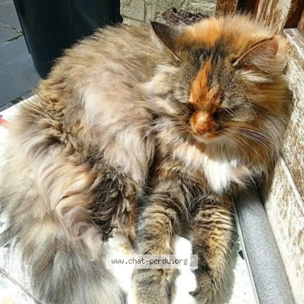 Foto van vermiste kat in Charleroi