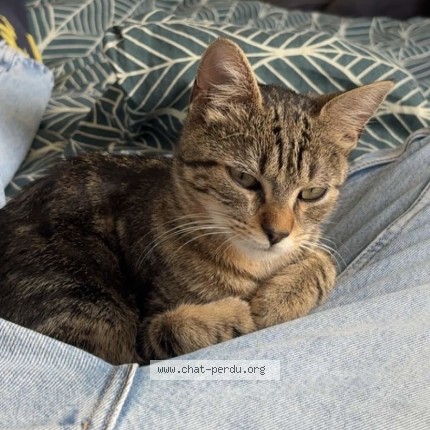Photo of a cat found in Montfort Le Gesnois