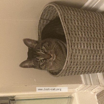 Photo 1/1 Eddie Cat lost in Burlington