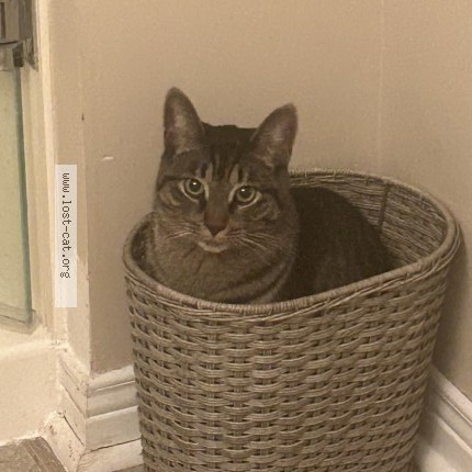 Photo 1/1 Eddie Cat lost in Burlington